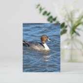 Carte Postale Canard à intail (Debout devant)