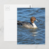 Carte Postale Canard à intail (Devant / Derrière)