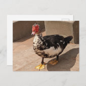Carte Postale Canard à muscovy (Devant / Derrière)