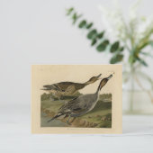 Carte Postale Canard à queue épaisse - Audubon's Birds of Americ (Debout devant)