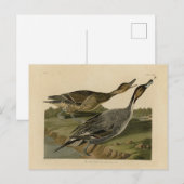 Carte Postale Canard à queue épaisse - Audubon's Birds of Americ (Devant / Derrière)