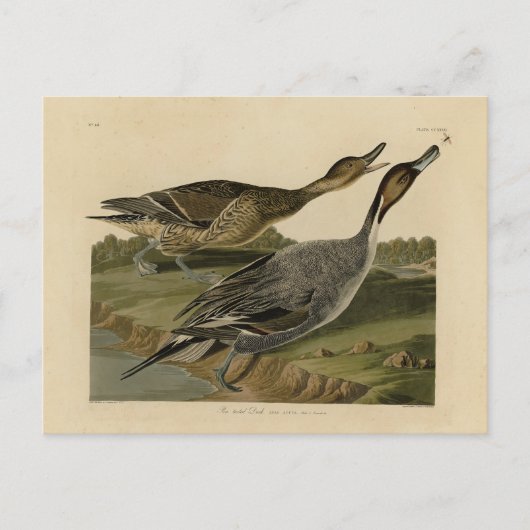 Carte Postale Canard à queue épaisse - Audubon's Birds of Americ (Devant)