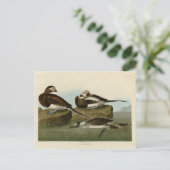 Carte Postale Canard à queue longue - d'Audubon's Birds of Ameri (Debout devant)