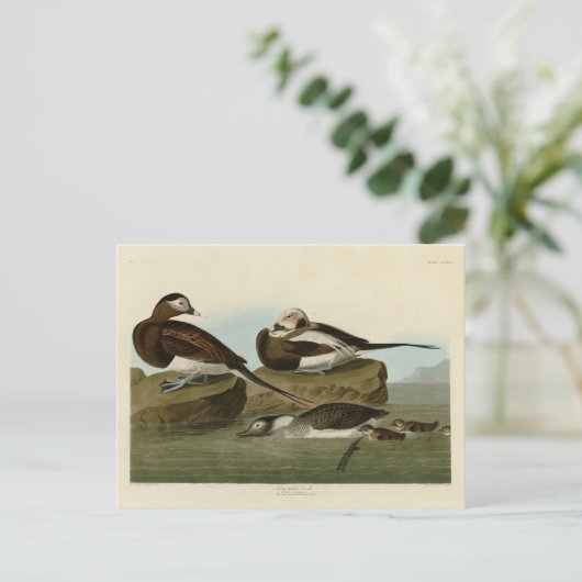 Carte Postale Canard à queue longue - d'Audubon's Birds of Ameri (Debout devant)