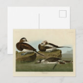 Carte Postale Canard à queue longue - d'Audubon's Birds of Ameri (Devant / Derrière)