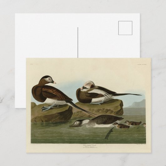 Carte Postale Canard à queue longue - d'Audubon's Birds of Ameri (Devant / Derrière)