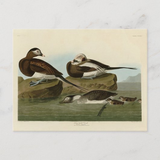 Carte Postale Canard à queue longue - d'Audubon's Birds of Ameri (Devant)