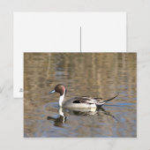 Carte Postale Canard à queue pointue nage dans un étang (Devant / Derrière)