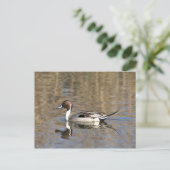 Carte Postale Canard à queue pointue nage dans un étang (Debout devant)