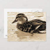 Carte Postale Canard à Sepia (Devant / Derrière)