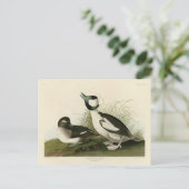 Carte Postale Canard à tête de buffle des oiseaux d'Amérique d'A (Debout devant)