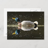 Carte Postale Canard (Anas platyrhyncus) (Devant / Derrière)