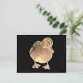 Carte Postale Canard, Animal De Ferme, Animaux (Debout devant)