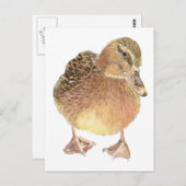 Carte Postale Canard, Animal De Ferme, Animaux (Devant / Derrière)