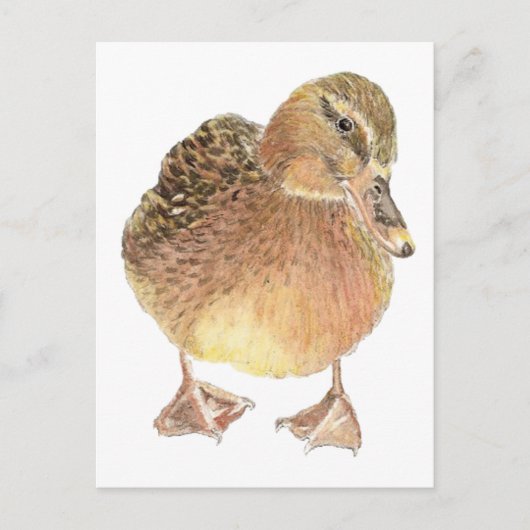 Carte Postale Canard, Animal De Ferme, Animaux (Devant)