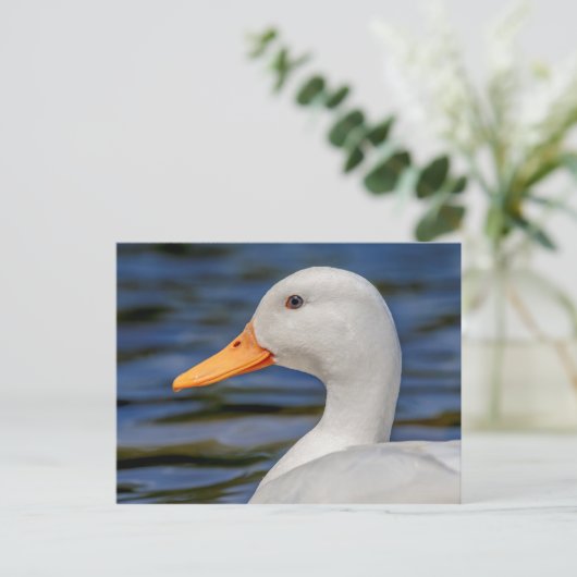 Carte Postale Canard blanc (Debout devant)
