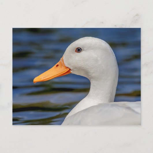 Carte Postale Canard blanc (Devant)