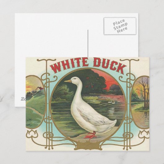 Carte Postale Canard blanc (Devant / Derrière)
