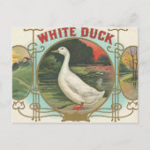 Carte Postale Canard blanc (Devant)