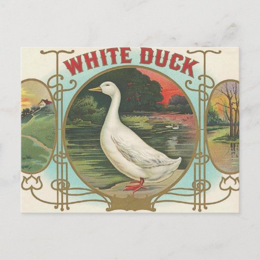 Carte Postale Canard blanc (Devant)