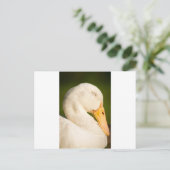 Carte Postale Canard blanc endormi (Debout devant)