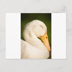 Carte Postale Canard blanc endormi