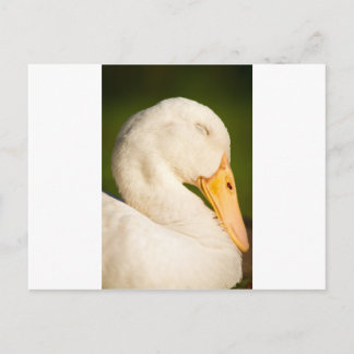 Carte Postale Canard blanc endormi