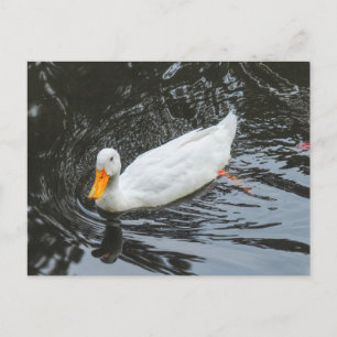 Carte Postale Canard blanc. Lac du parc de Roath, Cardiff, Pays