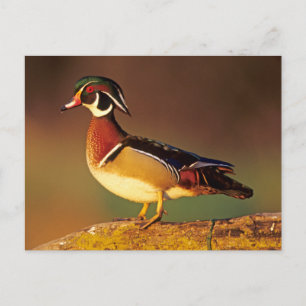 Carte Postale Canard branchu mâle, Illinois
