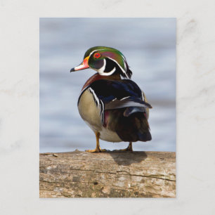 Carte Postale Canard branchu mâle sur une bûche dans une zone hu