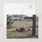 Carte Postale Canard Canard Goose (Devant / Derrière)