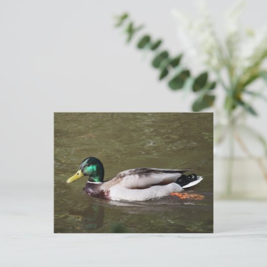 Carte Postale Canard colvert (Debout devant)