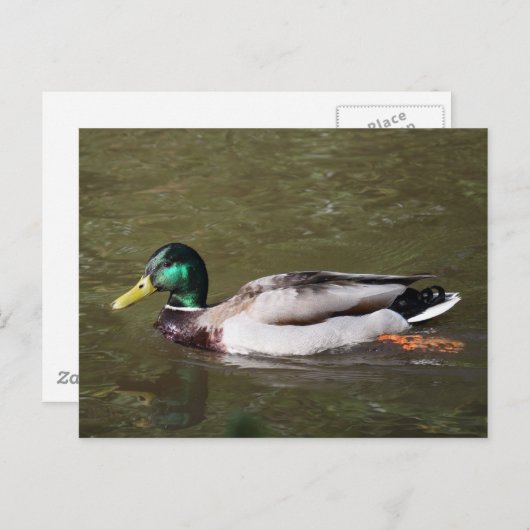 Carte Postale Canard colvert (Devant / Derrière)