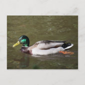 Carte Postale Canard colvert (Devant)