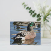 Carte Postale Canard colvert américain (Debout devant)