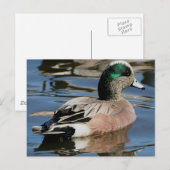 Carte Postale Canard colvert américain (Devant / Derrière)