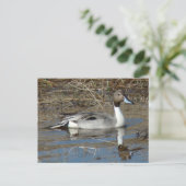 Carte Postale Canard colvert B5 (Debout devant)