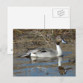 Carte Postale Canard colvert B5 (Devant / Derrière)