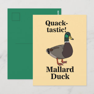 Carte Postale Canard colvert coin-coin fantastique