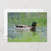 Carte Postale Canard colvert dans un étang (Devant / Derrière)