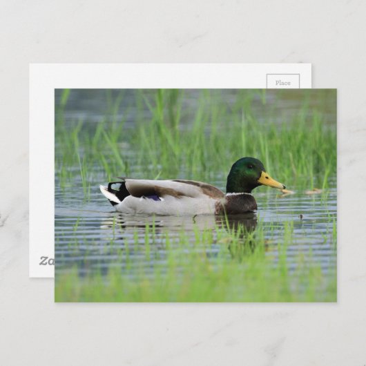 Carte Postale Canard colvert dans un étang (Devant / Derrière)