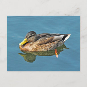 Carte Postale Canard colvert, lac Roath Park, Cardiff, Pays de G