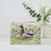 Carte Postale Canard colvert mâle (Debout devant)