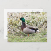 Carte Postale Canard colvert mâle (Devant / Derrière)
