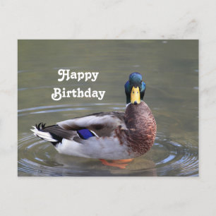 Carte Postale Canard colvert mâle eau photo anniversaire