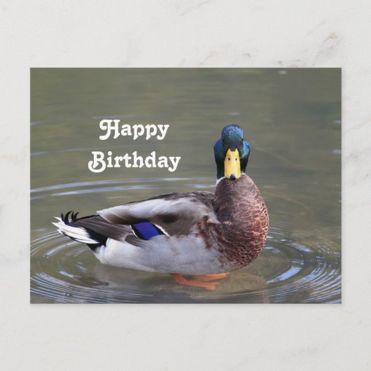 Carte Postale Canard colvert mâle eau photo anniversaire (Devant)