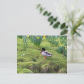 Carte Postale Canard colvert sur la rive d'une rivière (Debout devant)