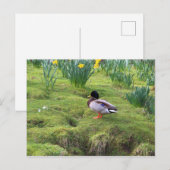 Carte Postale Canard colvert sur la rive d'une rivière (Devant / Derrière)