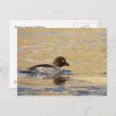 Carte Postale Canard commun de Goldeneye (Devant / Derrière)