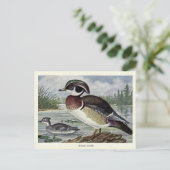 Carte Postale canard de bois (Debout devant)